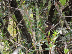 Cinclodes olrogi