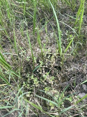 Lindernia anagallidea