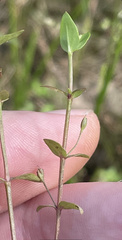 Lindernia anagallidea