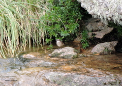 Cinclodes olrogi