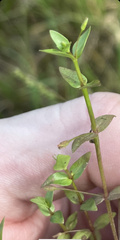 Lindernia anagallidea