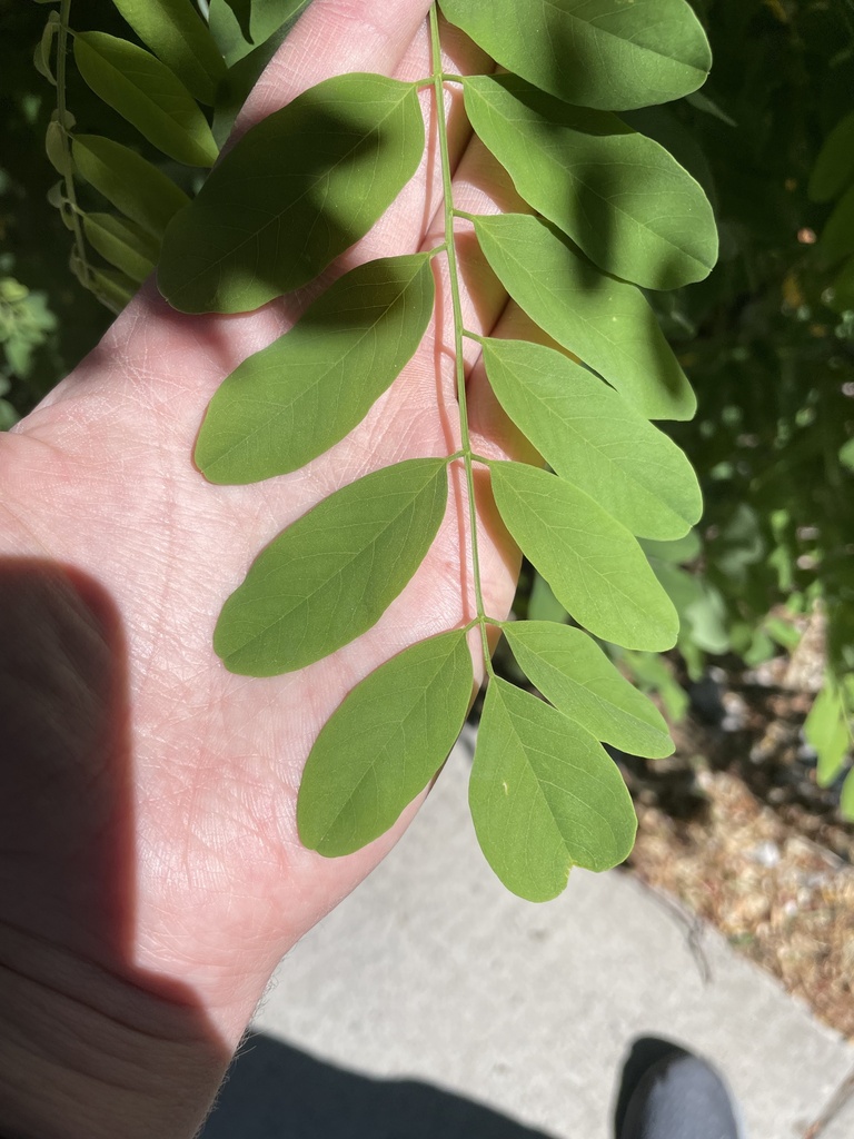 black locust from Ralston St, Reno, NV, US on June 17, 2022 at 10:00 AM ...