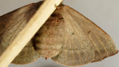 Anthela rubeola