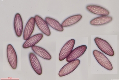 Ascobolus furfuraceus