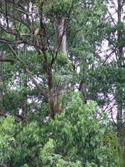 Eucalyptus deglupta