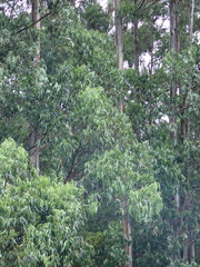 Eucalyptus deglupta