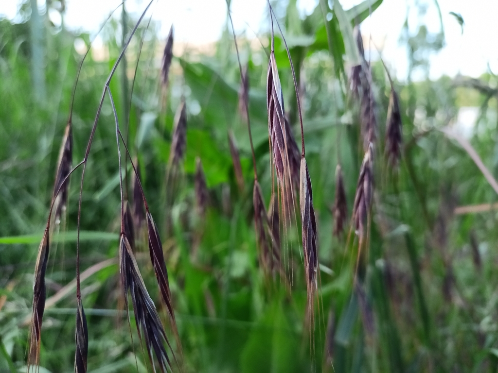 Barren Brome from Natolin, Warszawa, Polska on June 15, 2022 at 07:49 ...