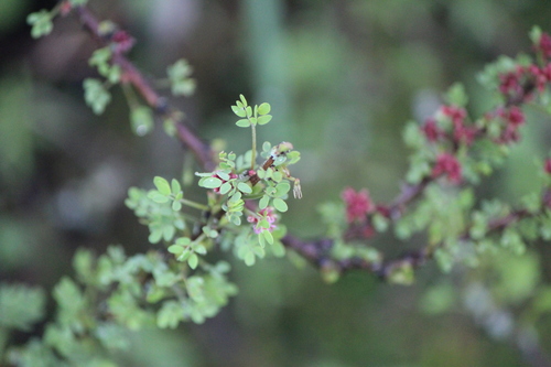 Image of Mimosa zygophylla by (c) José Belem Hernández Díaz, some rights reserved (CC BY)