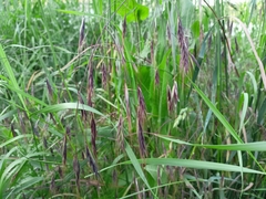 Bromus sterilis