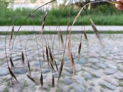 Bromus sterilis