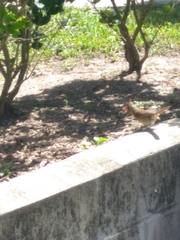 Cardinalis cardinalis image