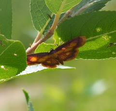 Idaea muricata