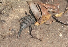 Scorpionidae