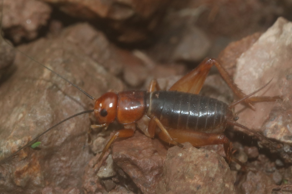Arizona cricket
