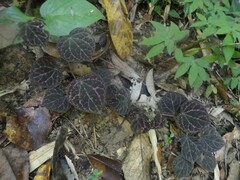 Anoectochilus formosanus