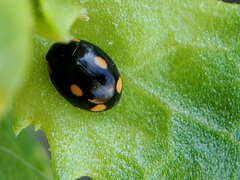 Hyperaspis quadrioculata
