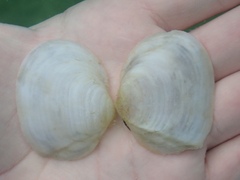 Leporimetis ephippium