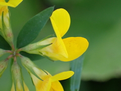 Lotus pedunculatus