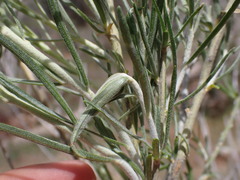 Gnorimoschema octomaculella