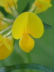 Lotus pedunculatus