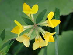 Lotus pedunculatus