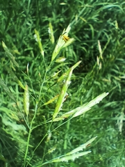 Bromus inermis