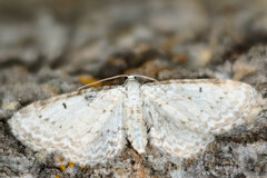 Eupithecia cretaceata