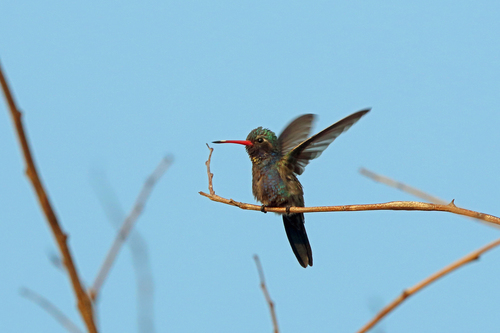 Cynanthus doubledayi