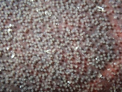 Coryphopterus glaucofraenum