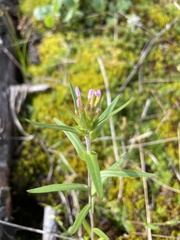 Collomia linearis
