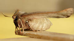 Anthela rubeola