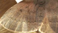 Anthela rubeola