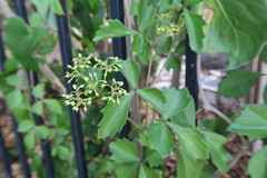 Cissus trifoliata