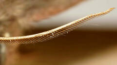Anthela rubeola