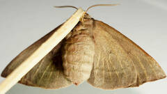 Anthela rubeola