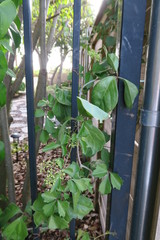Cissus trifoliata