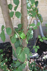 Cissus trifoliata