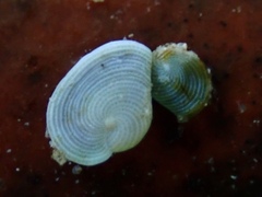 Archaias angulatus