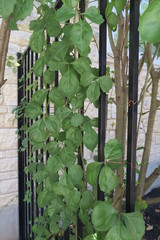 Cissus trifoliata