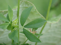 Lotus pedunculatus