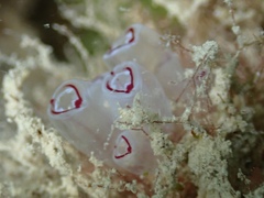 Clavelina picta