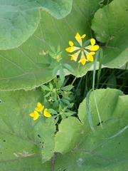 Lotus pedunculatus