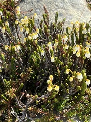 Cassiope tetragona