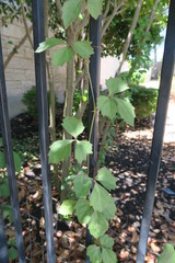 Cissus trifoliata