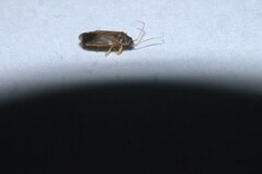 Phylus coryli