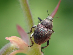 Zacladus