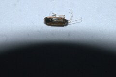 Phylus coryli