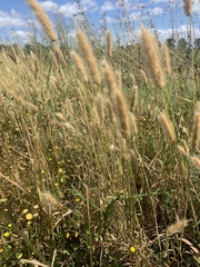 Poaceae