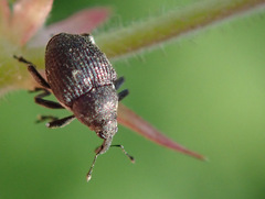 Zacladus