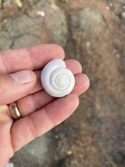 Glyptostoma newberryanum